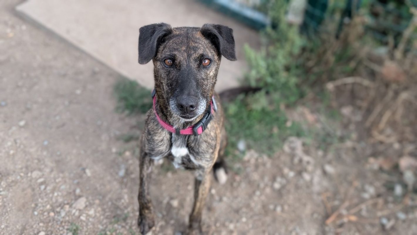 Lima - Chien Berger à adopter