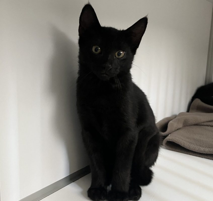 Gabi - Chat Européen à adopter