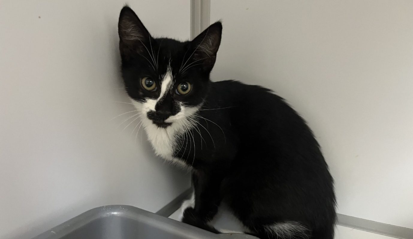 Kiwi - Chat Européen à adopter