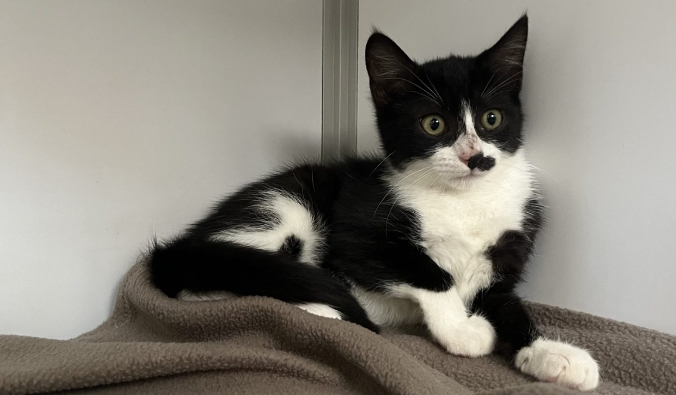 Floki - Chat Européen à adopter