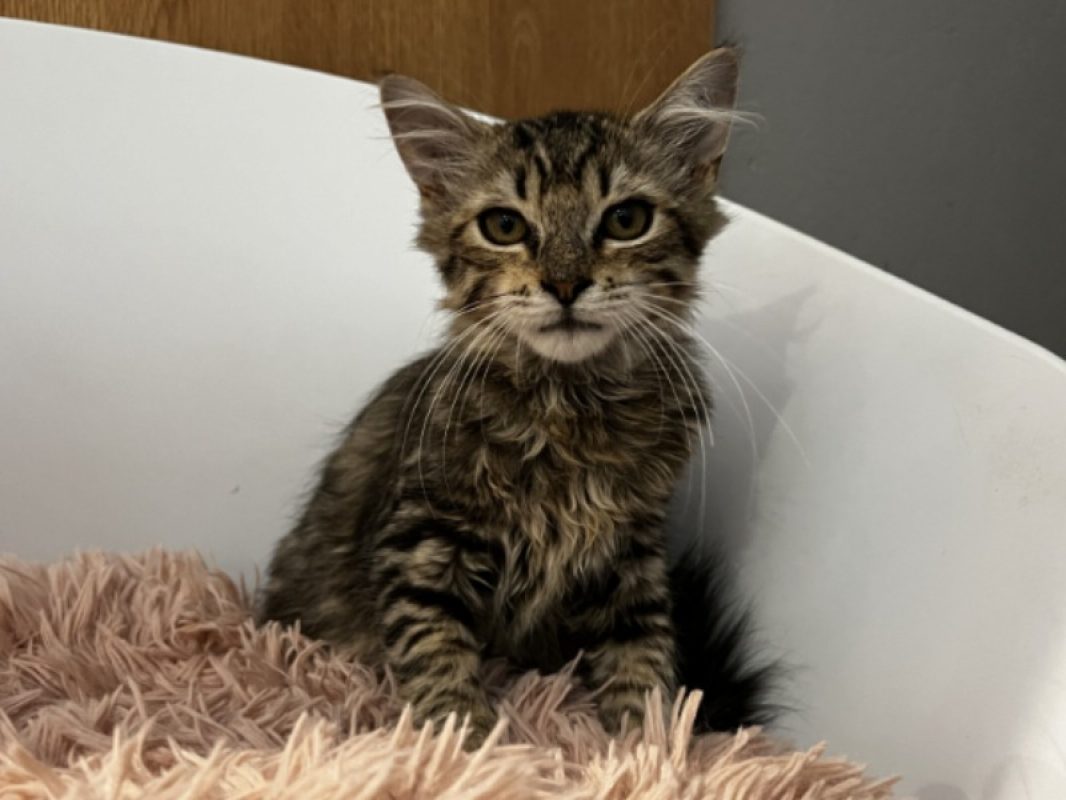 Broutille - Chat Européen à adopter