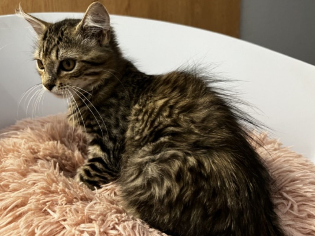 Broutille - Chat Européen à adopter - photo 2
