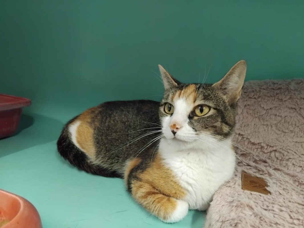Helvia - Chat Européen à adopter
