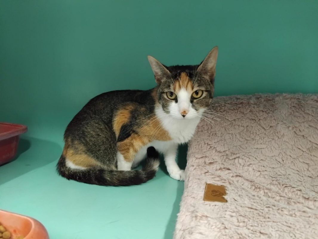 Helvia - Chat Européen à adopter - photo 2