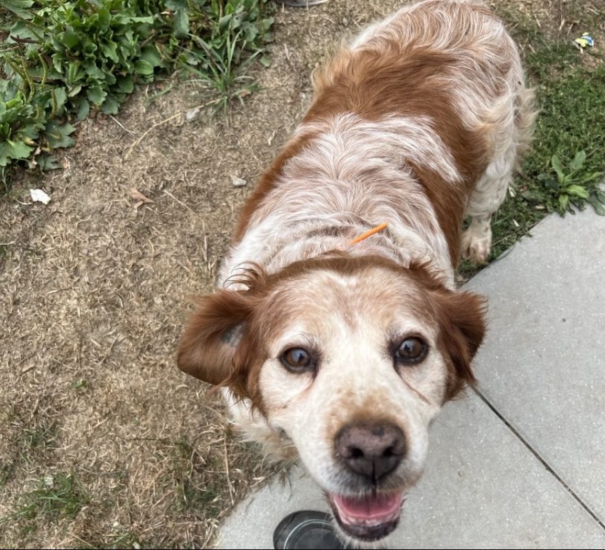 Laouen - Chien Epagneul Breton à adopter