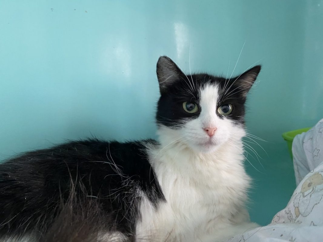Maman - Chat Européen à adopter