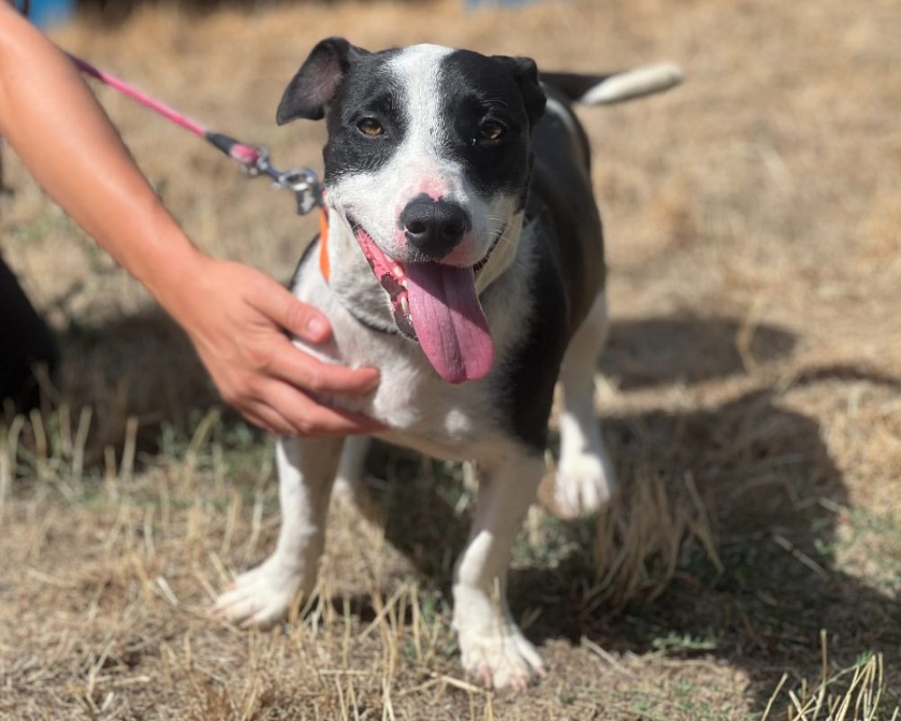Milie - Chien Berger à adopter - photo 2
