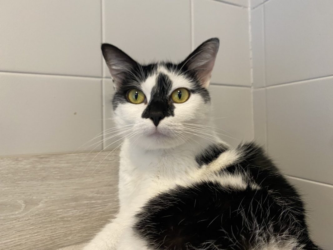 Muezza - Chat Européen à adopter