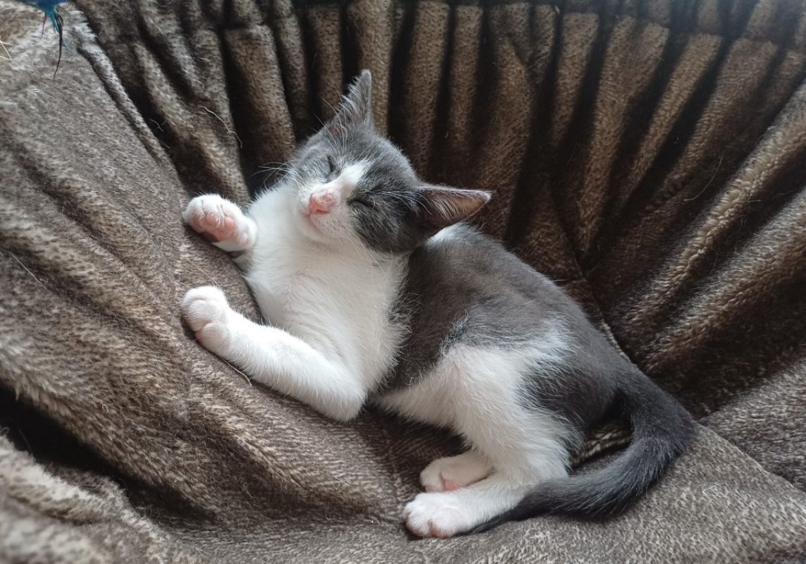 Bloom - Chat Européen à adopter