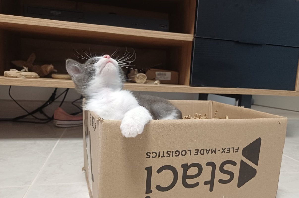 Bloom - Chat Européen à adopter - photo 2