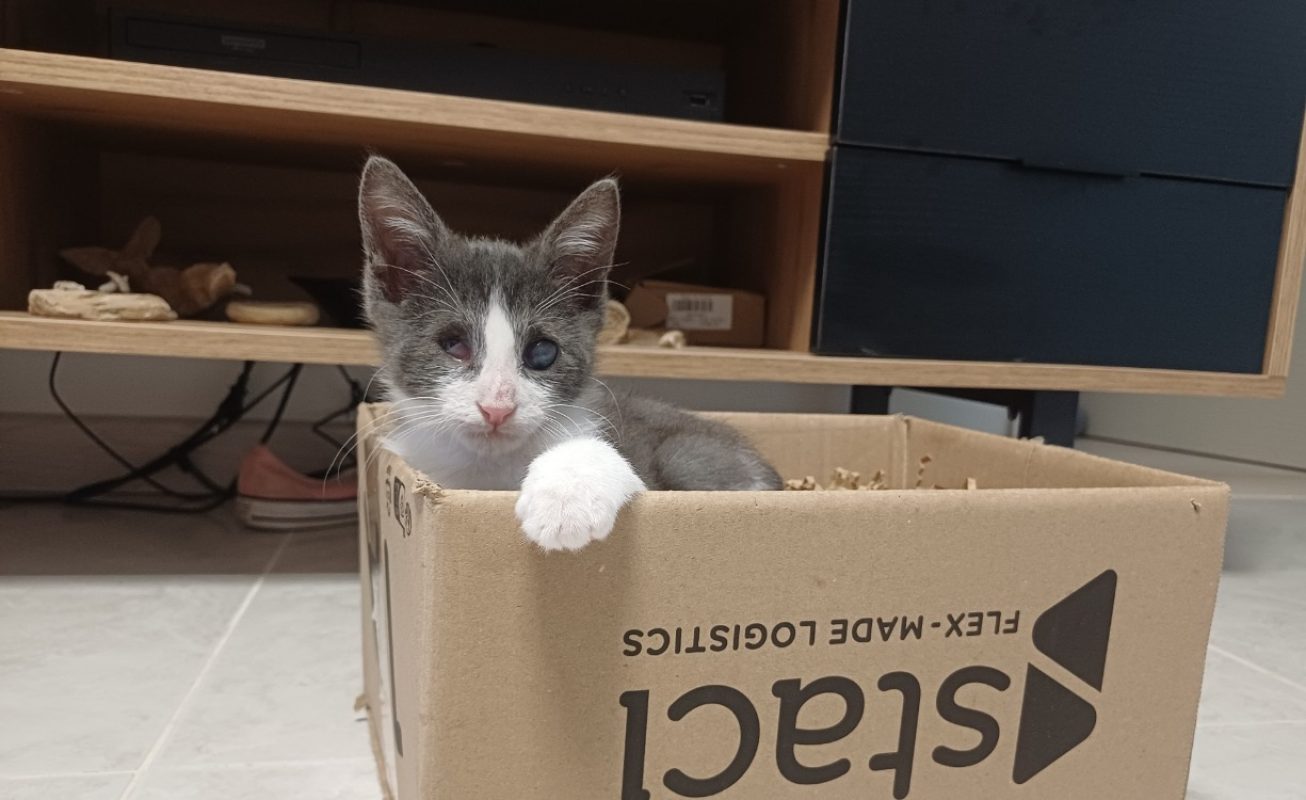 Bloom - Chat Européen à adopter - photo 3