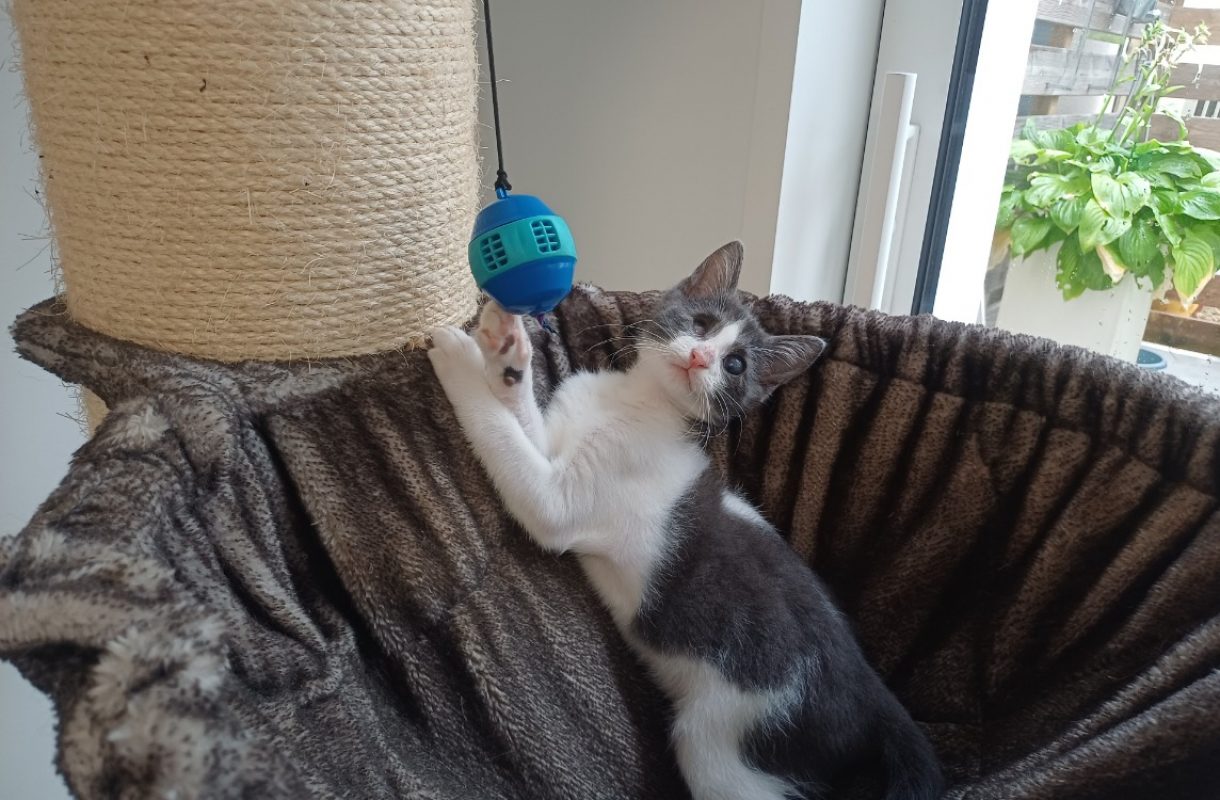 Bloom - Chat Européen à adopter - photo 4