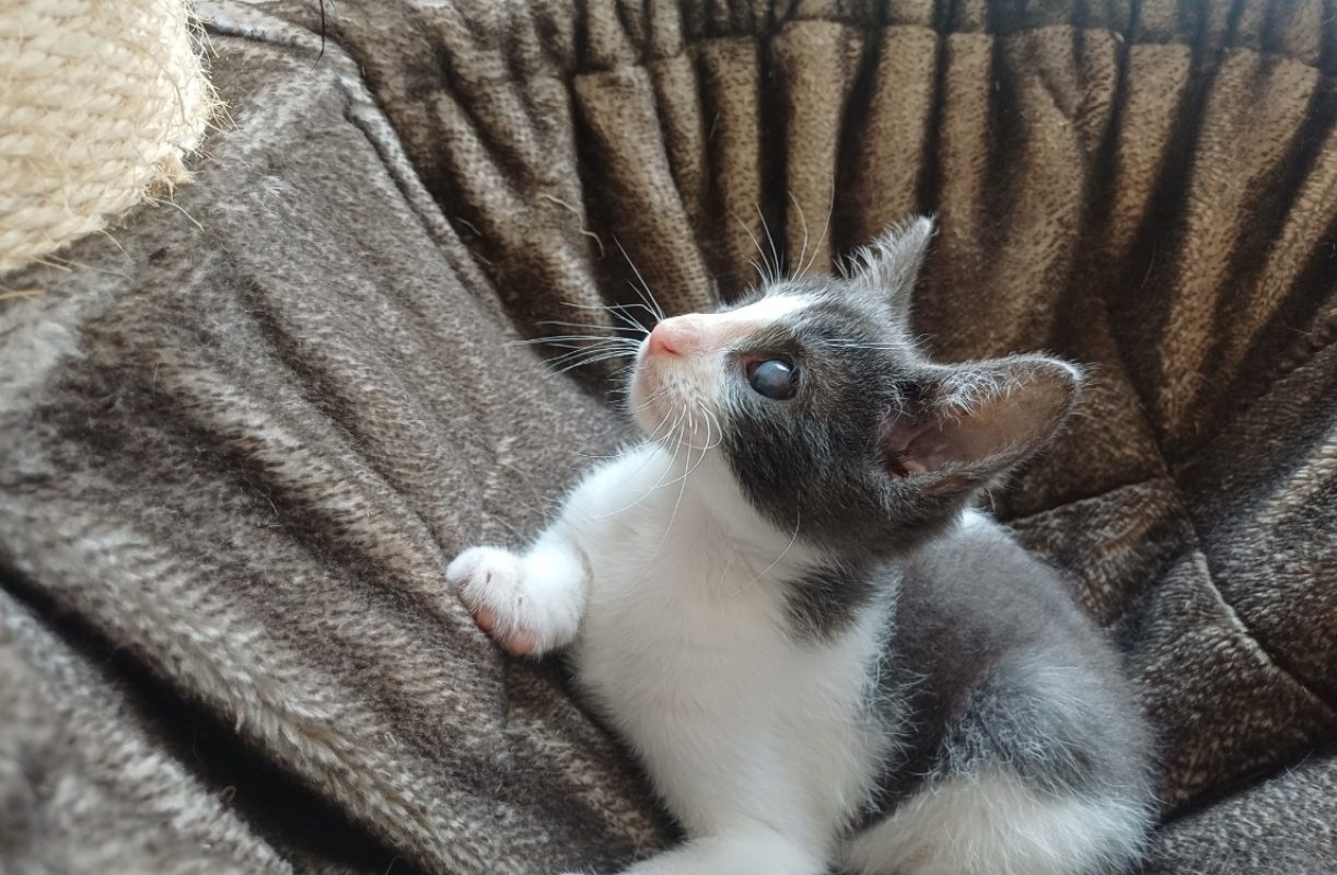 Bloom - Chat Européen à adopter - photo 5