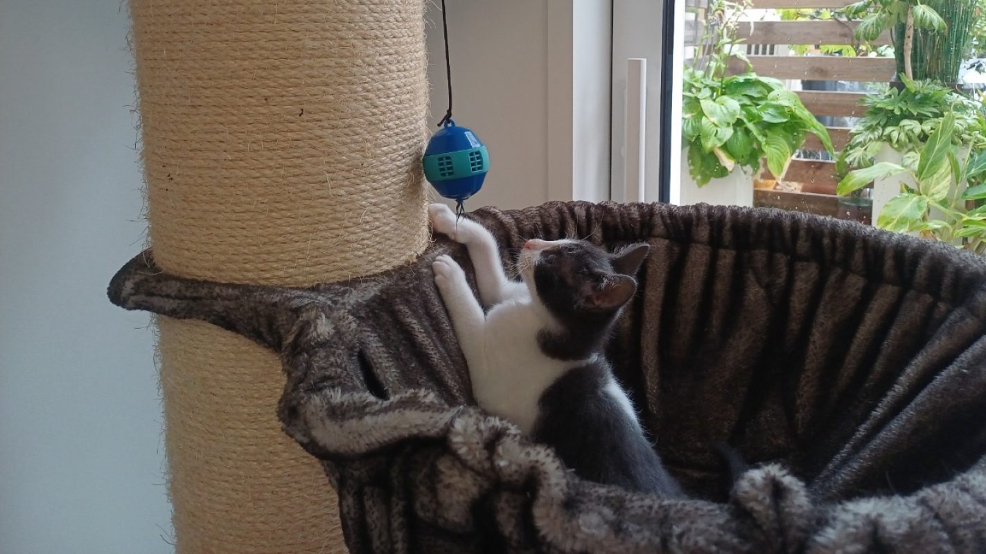 Bloom - Chat Européen à adopter - photo 6
