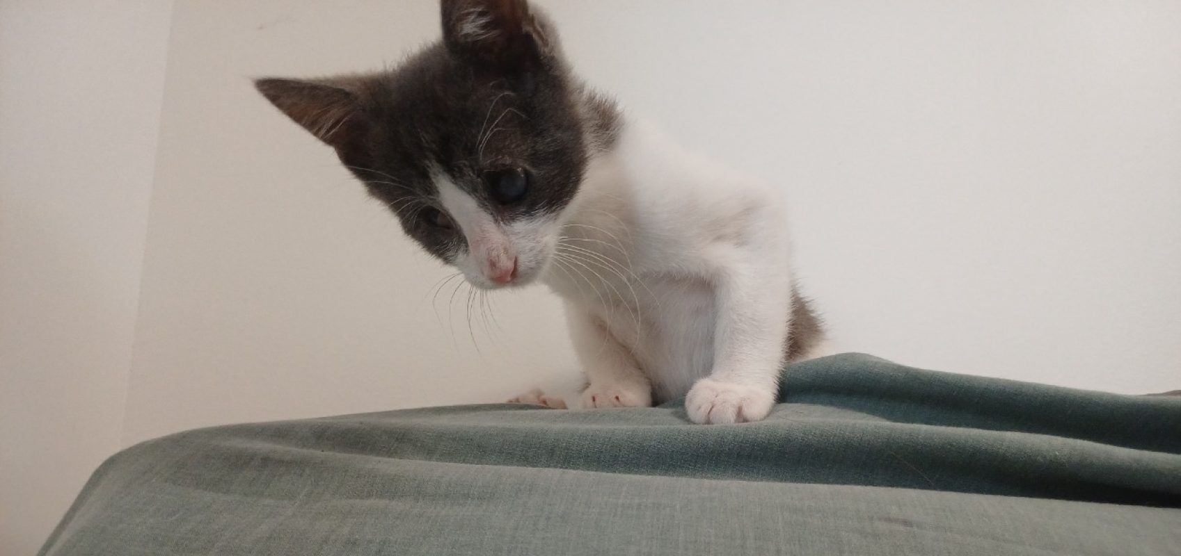 Bloom - Chat Européen à adopter - photo 7