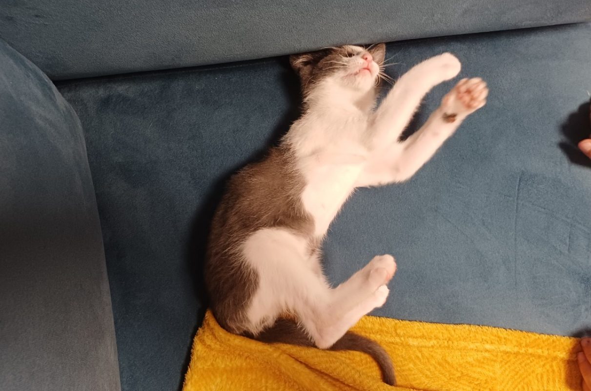 Bloom - Chat Européen à adopter - photo 8