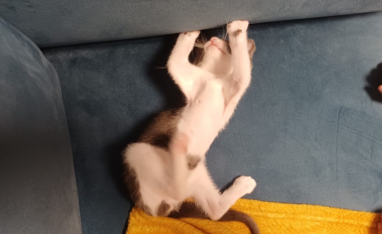 Bloom - Chat Européen à adopter - photo 9