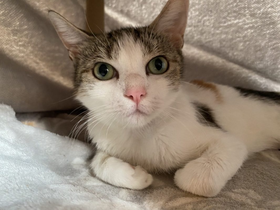 Patata - Chat Européen à adopter