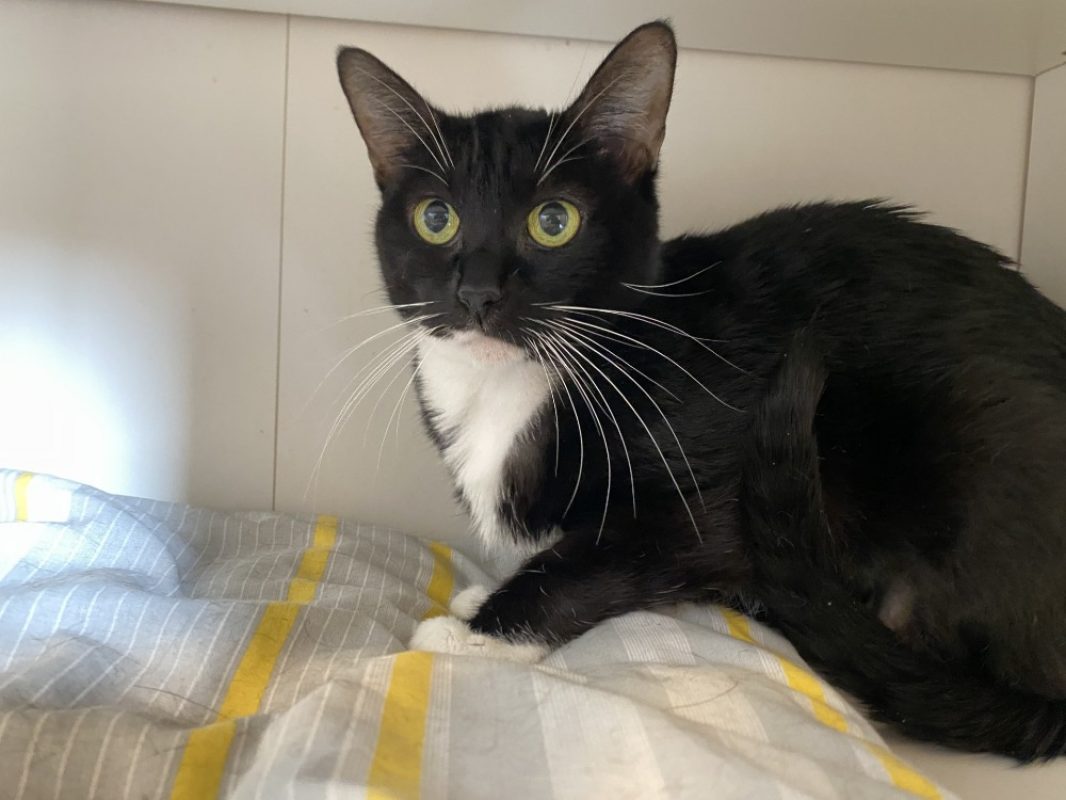Alvida - Chat Européen à adopter