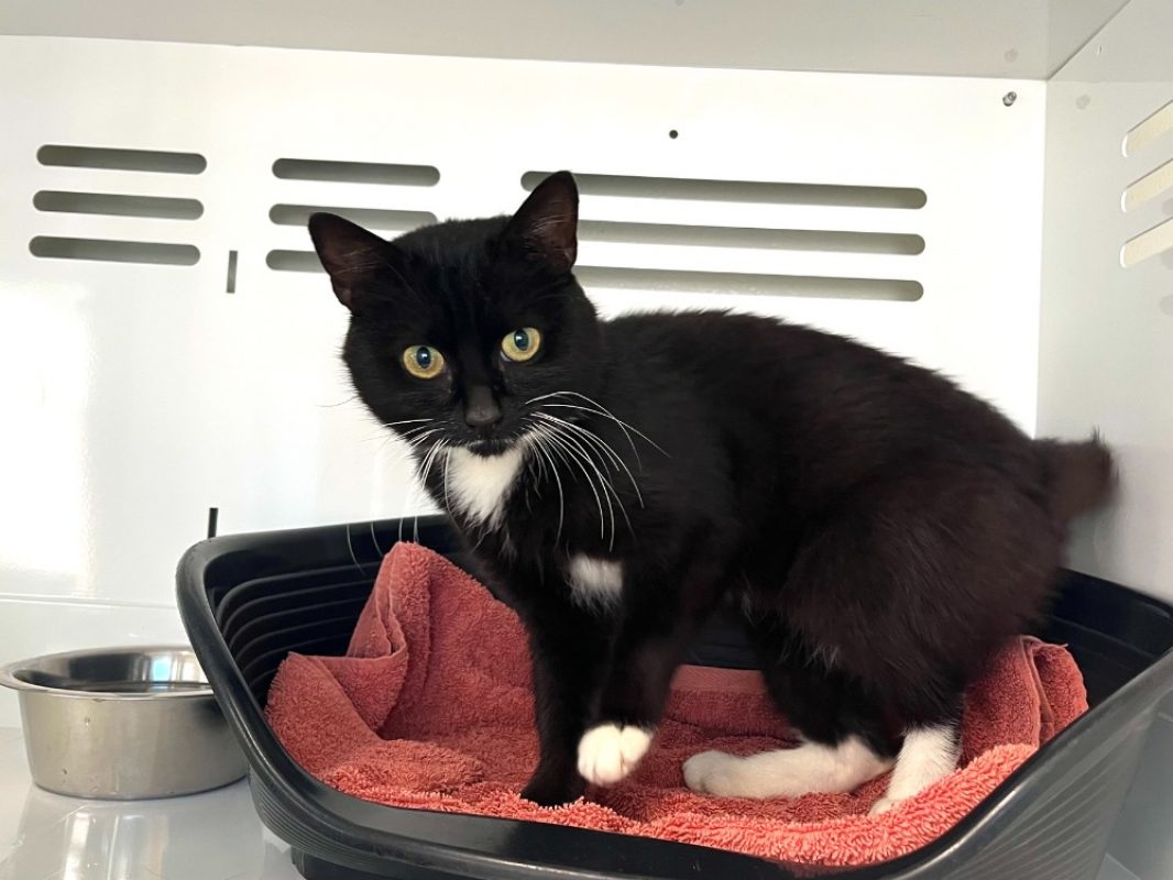 Orion - Chat Européen à adopter
