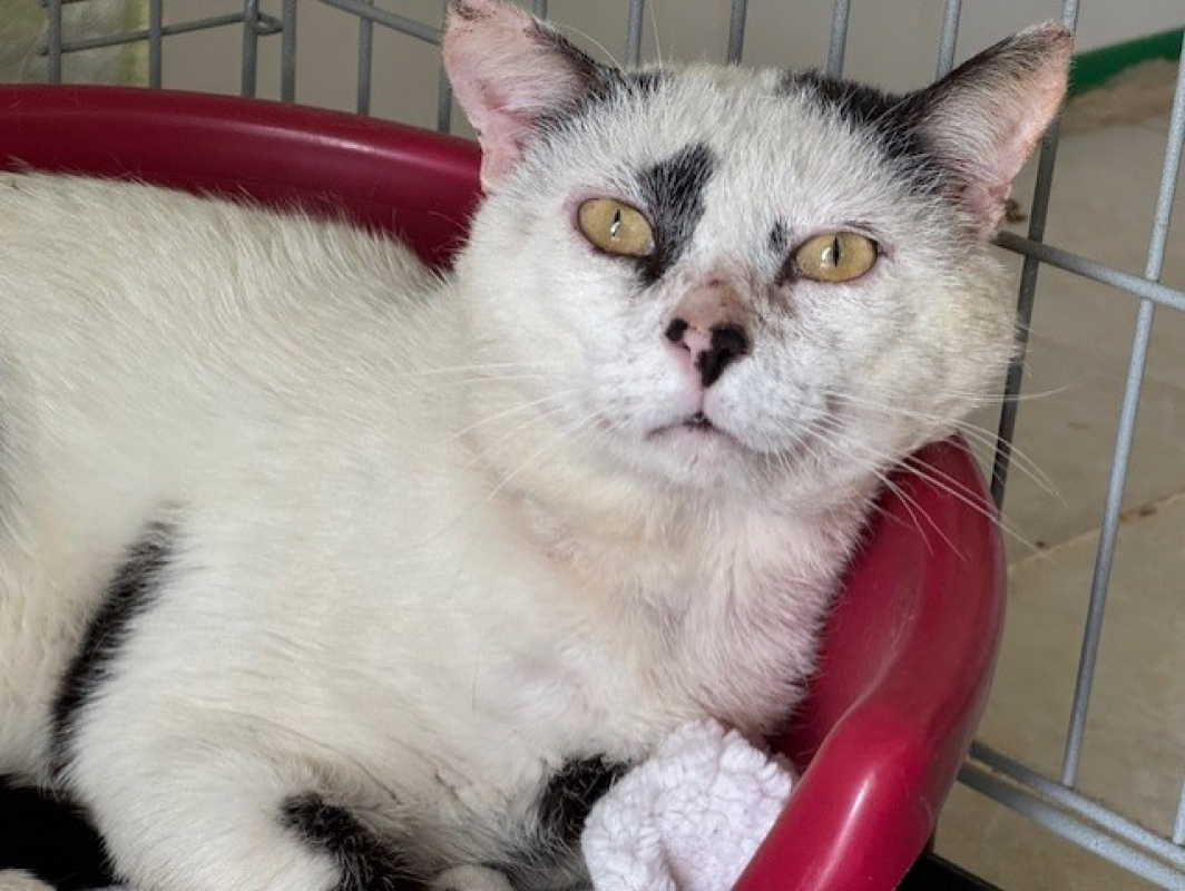 Photo #1 de Arlequin