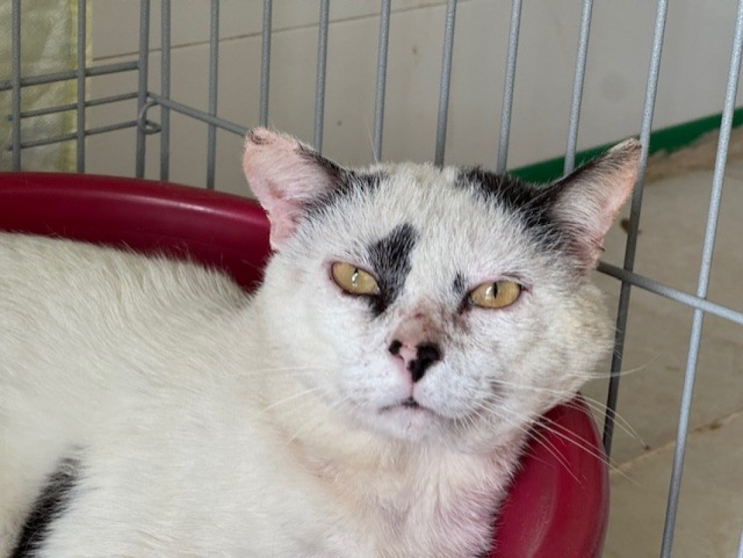 Photo #2 de Arlequin