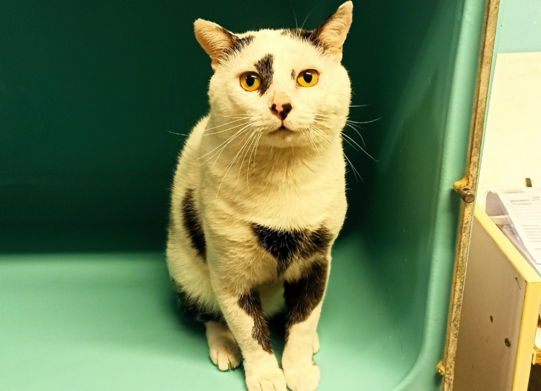 Photo #3 de Arlequin