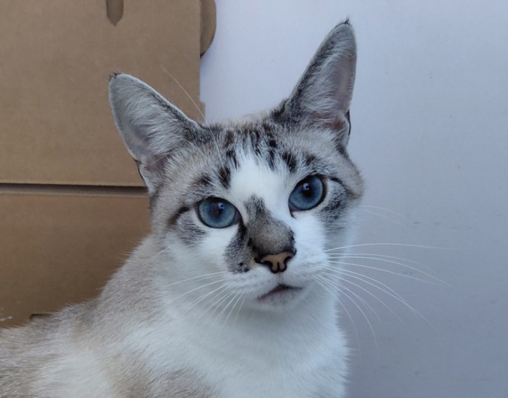 Lumi - Chat à adopter