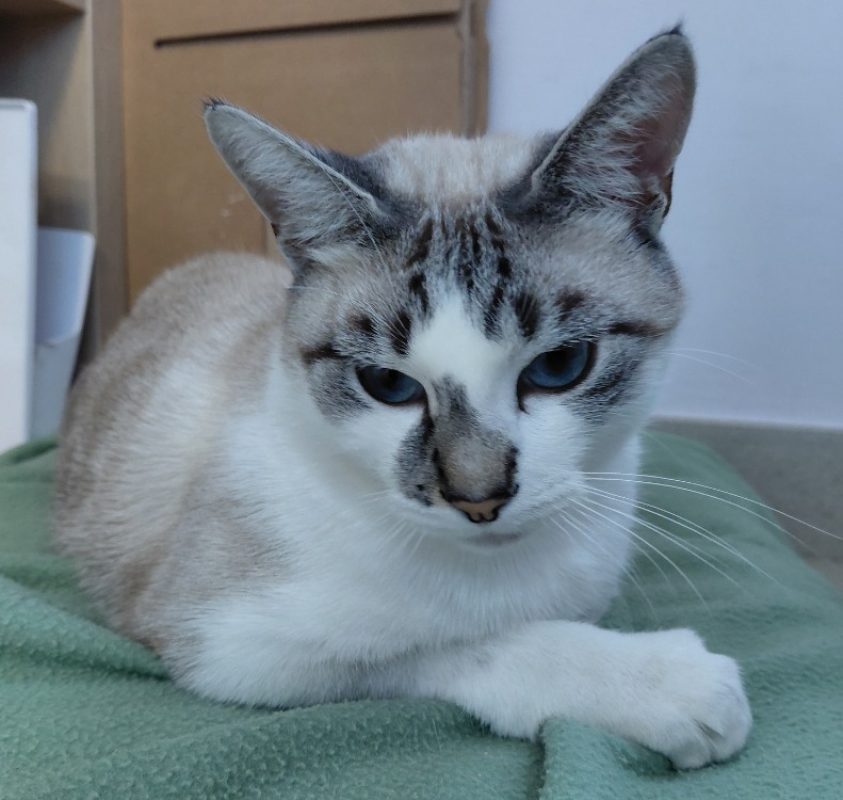 Lumi - Chat à adopter - photo 2