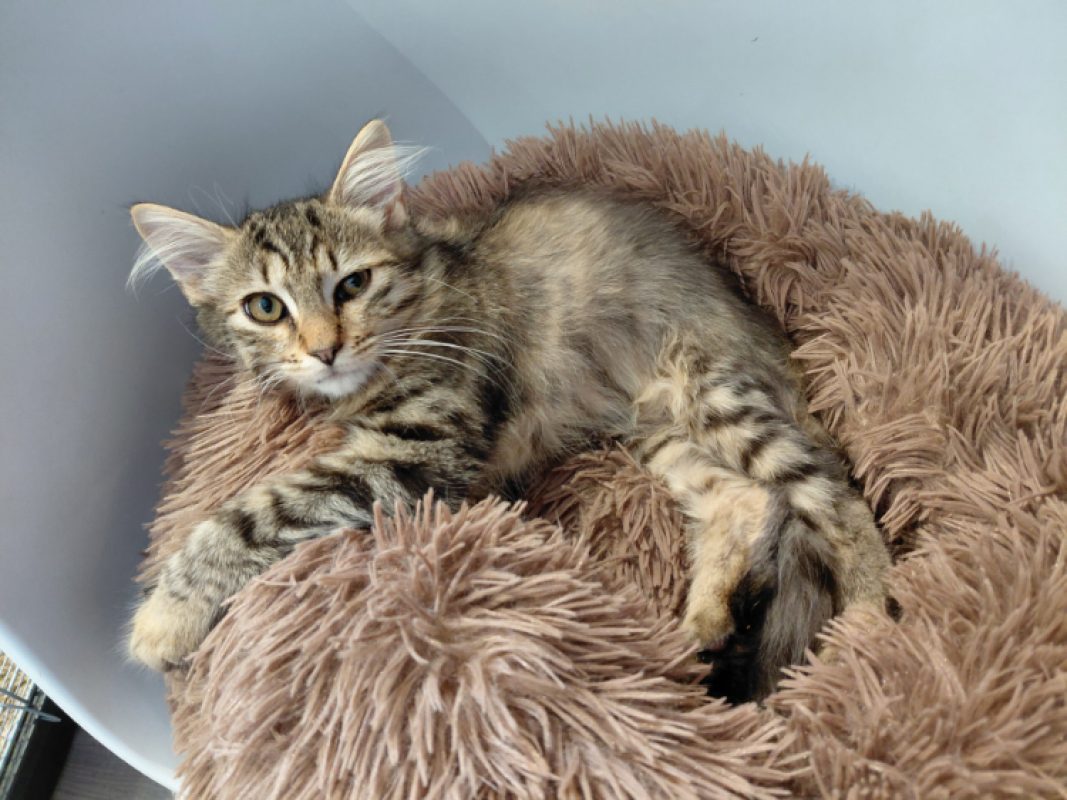 Breloque - Chat Européen à adopter