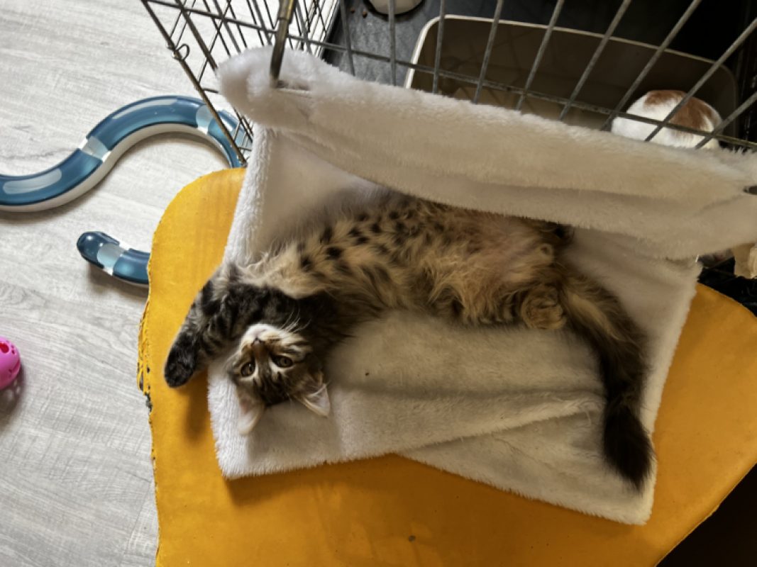 Breloque - Chat Européen à adopter - photo 2