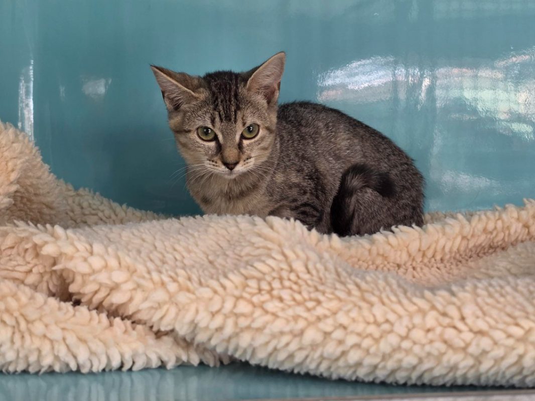 Bailey - Chat Européen à adopter