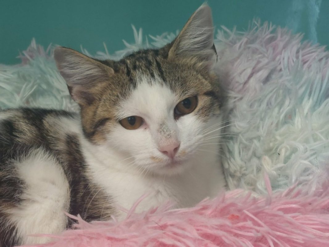 Swan - Chat Européen à adopter