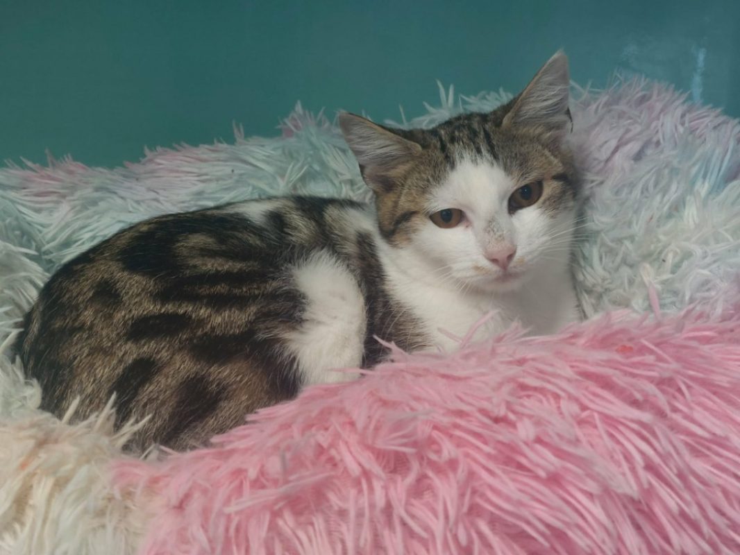 Swan - Chat Européen à adopter - photo 2