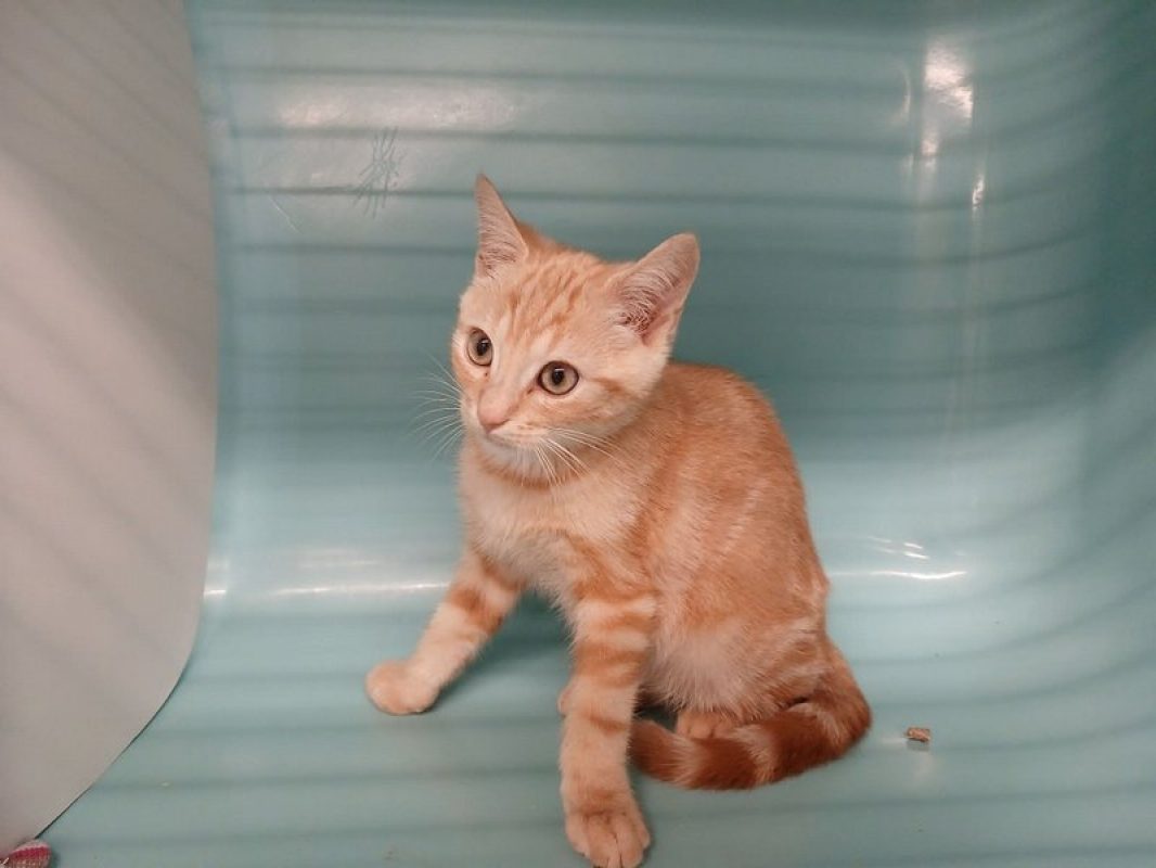 Pipo - Chat Européen à adopter