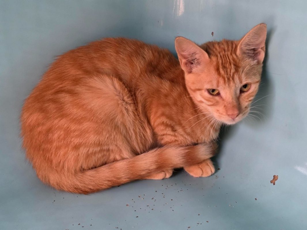 Betty - Chat Européen à adopter