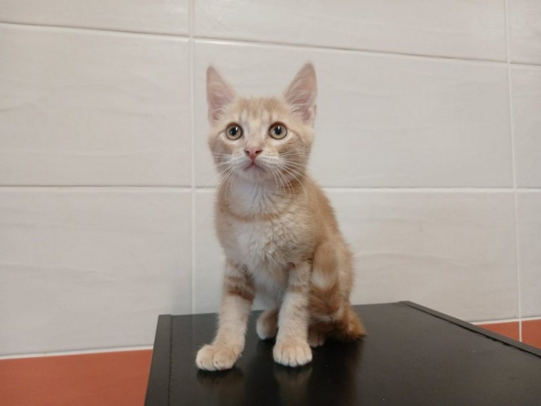 Mitaine - Chat Européen à adopter