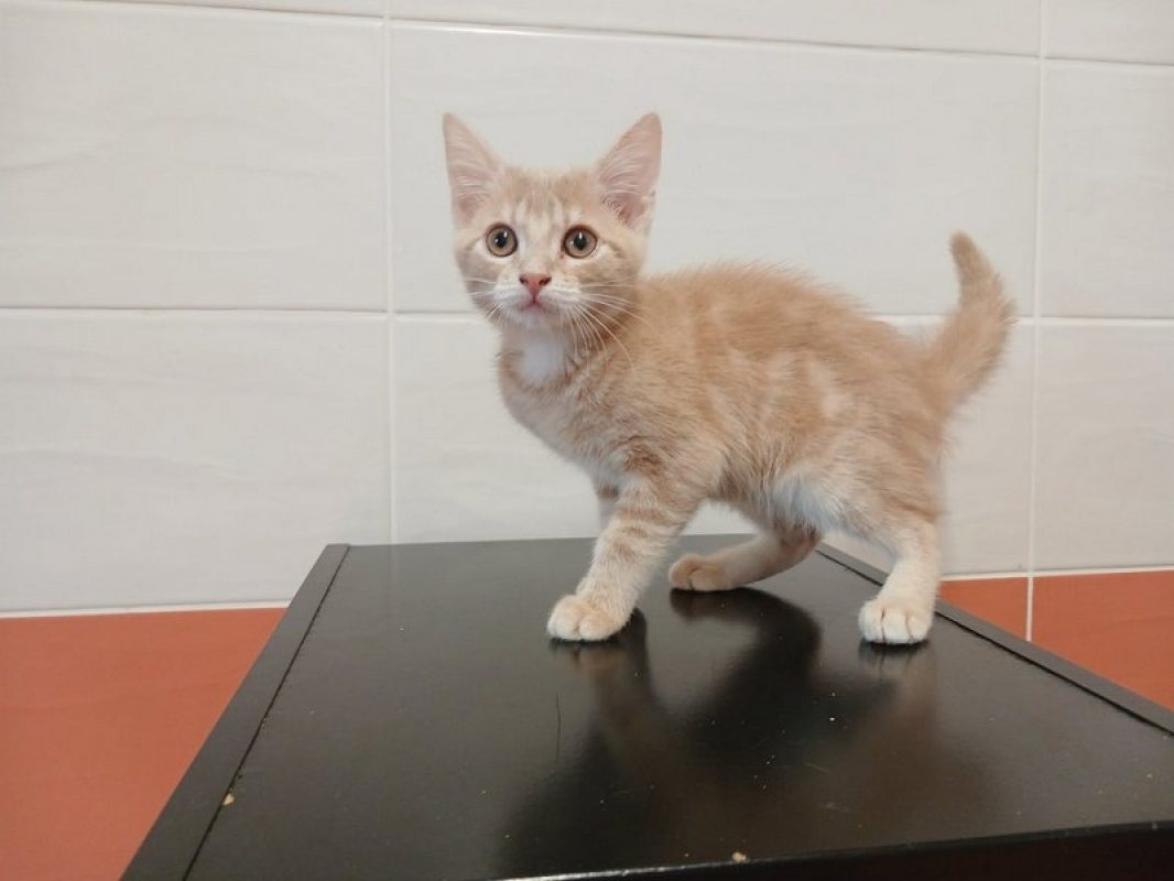 Marie - Chat Européen à adopter