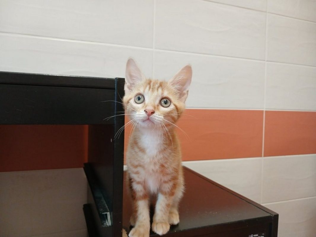 Duchesse - Chat Européen à adopter