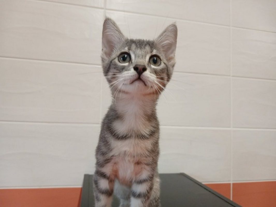Yukon - Chat Européen à adopter