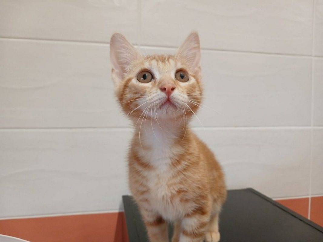 Vitany - Chat Européen à adopter