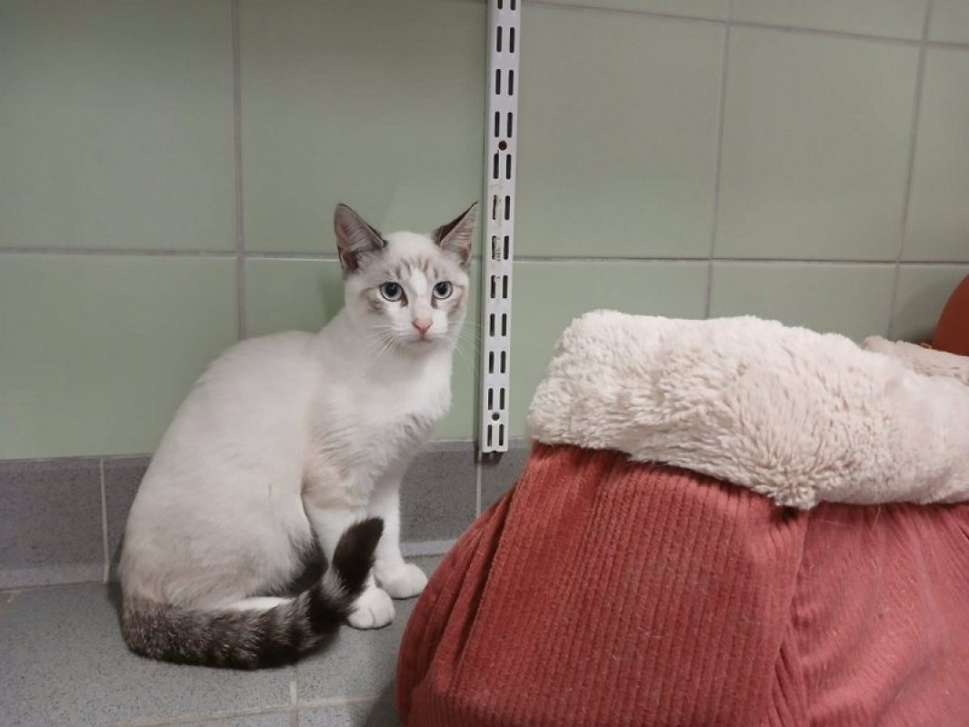 Gaelys - Chat Européen à adopter