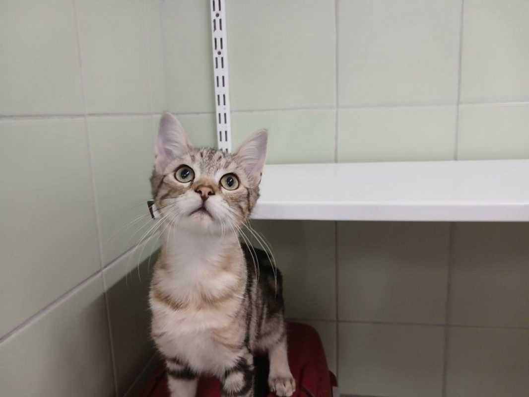 Fergus - Chat Européen à adopter