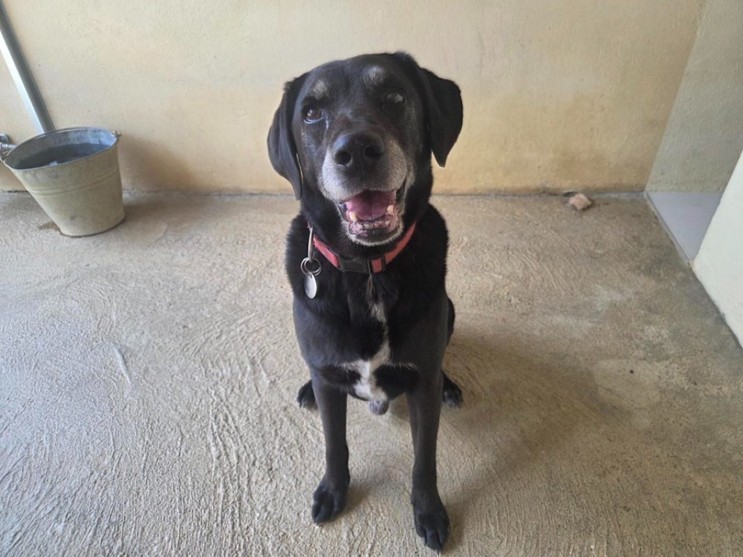 Jap - Chien Berger à adopter