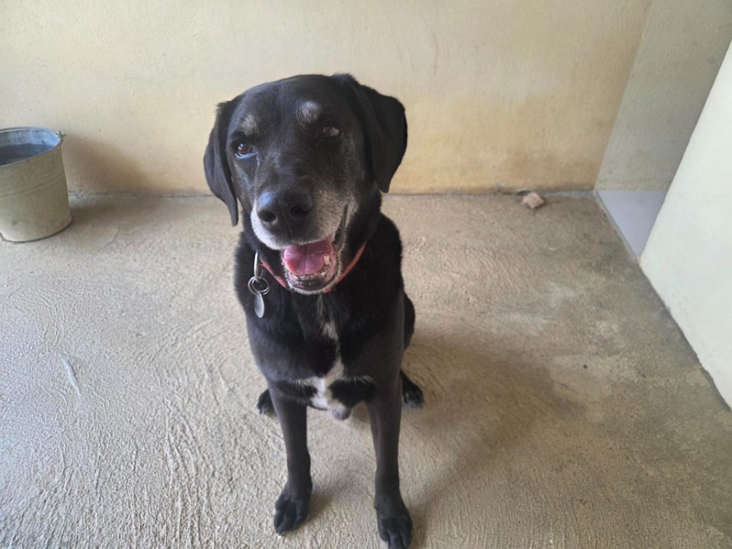 Jap - Chien Berger à adopter - photo 2
