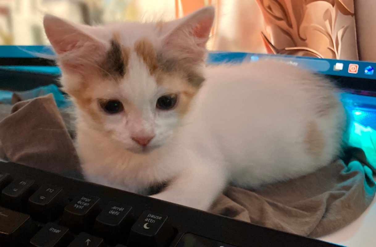 Billie - Chat Européen à adopter