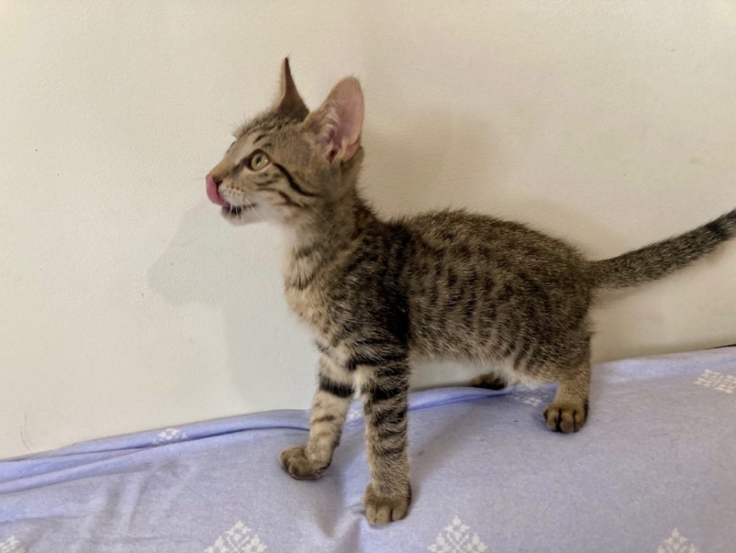 Koka - Chat Européen à adopter