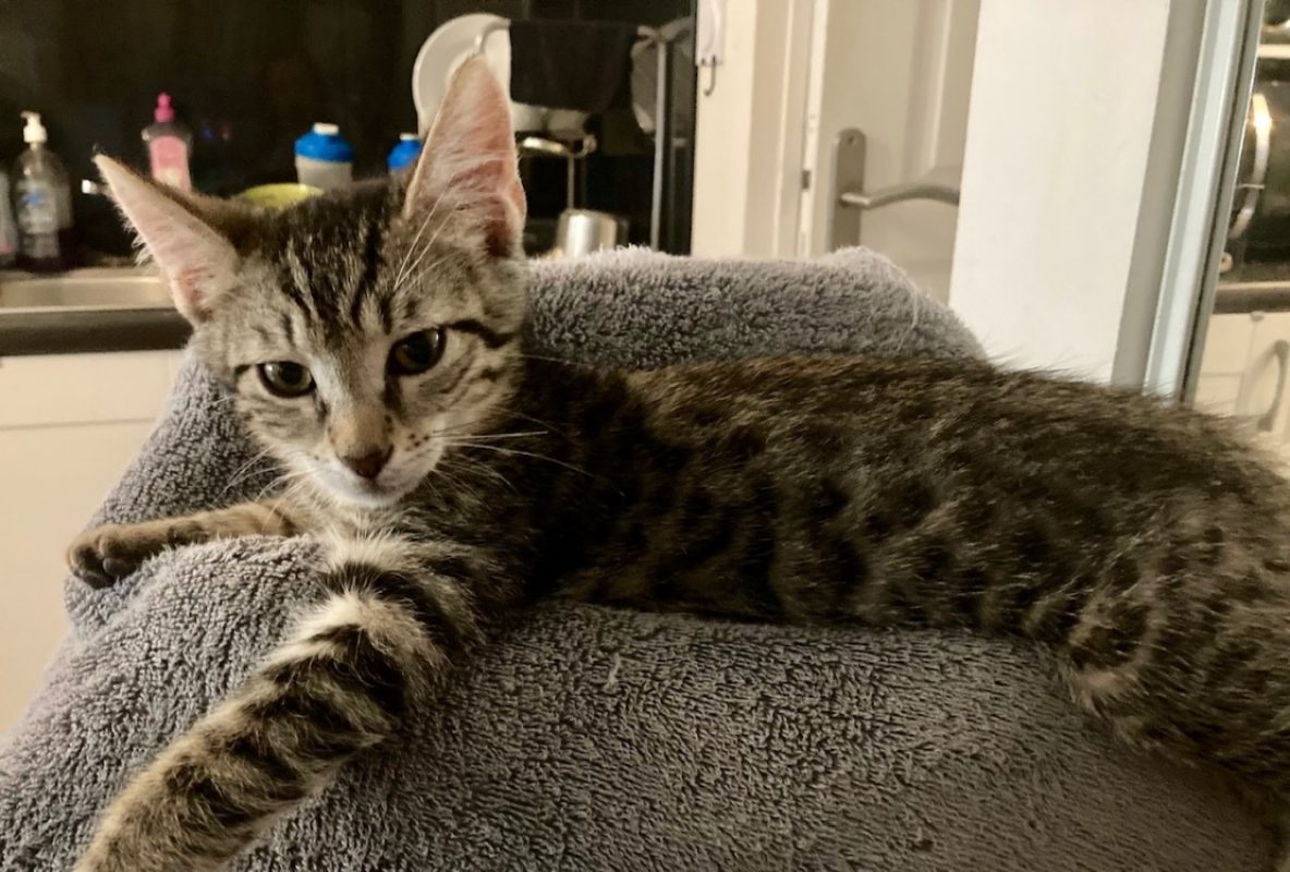 Koka - Chat Européen à adopter - photo 2
