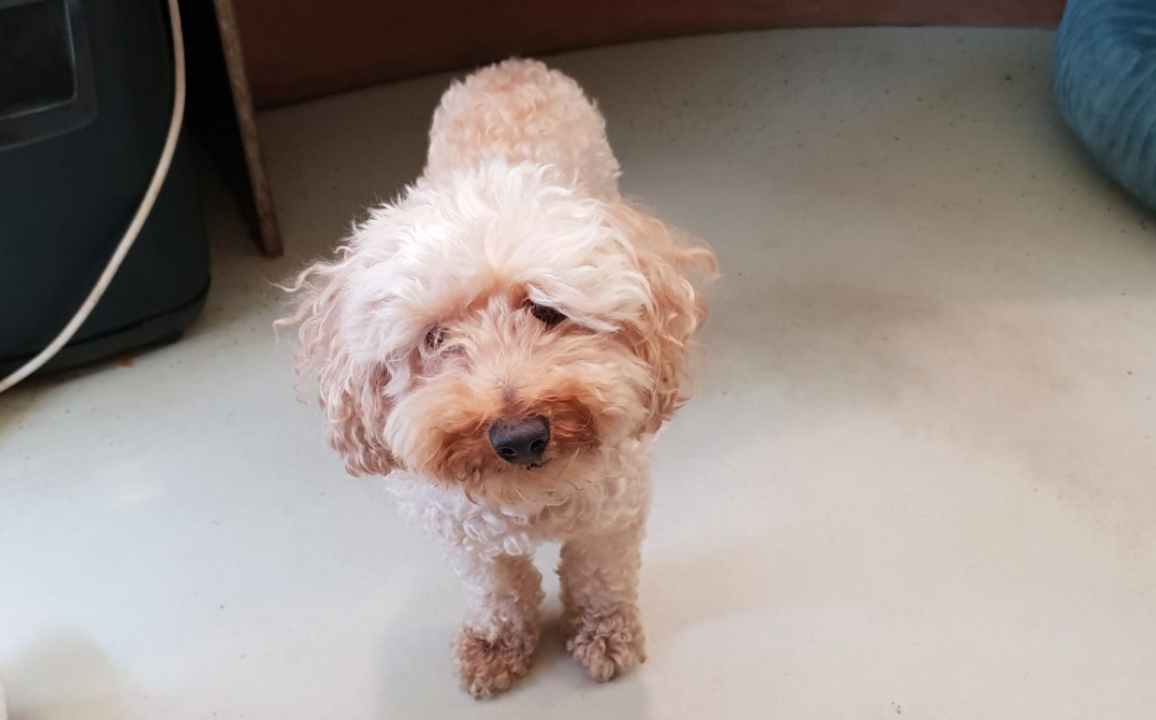 Polux - Chien à adopter