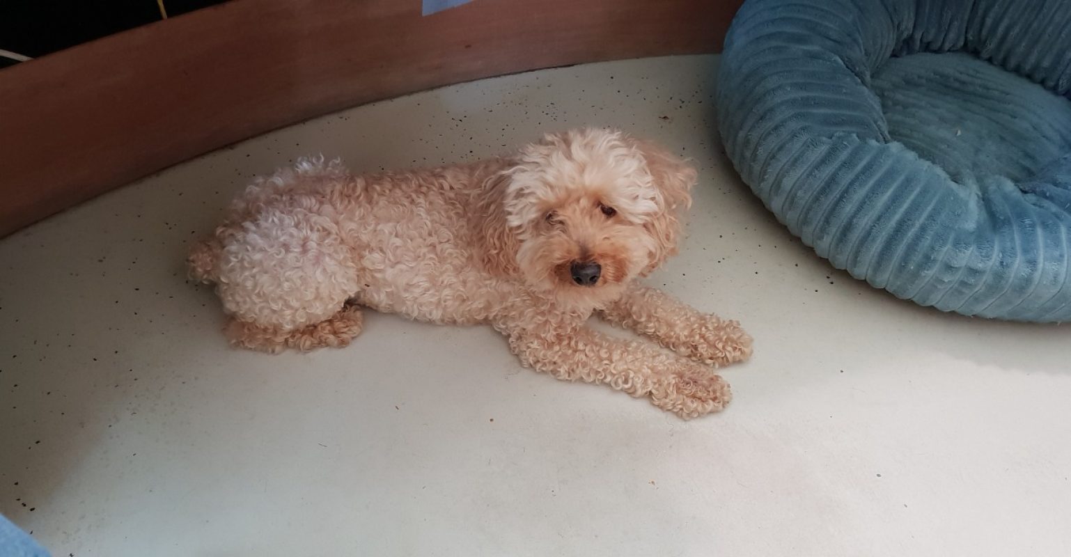 Polux - Chien à adopter - photo 2